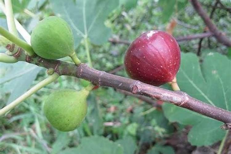 玫瑰花叶子变黄的原因及解决办法