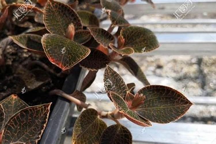 种金线莲要用什么肥好