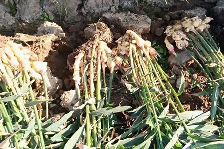 生姜喷施磷酸二氢钾的作用