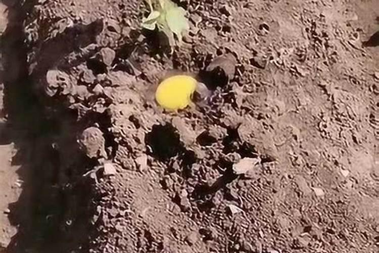 洋桔梗用什么土养好