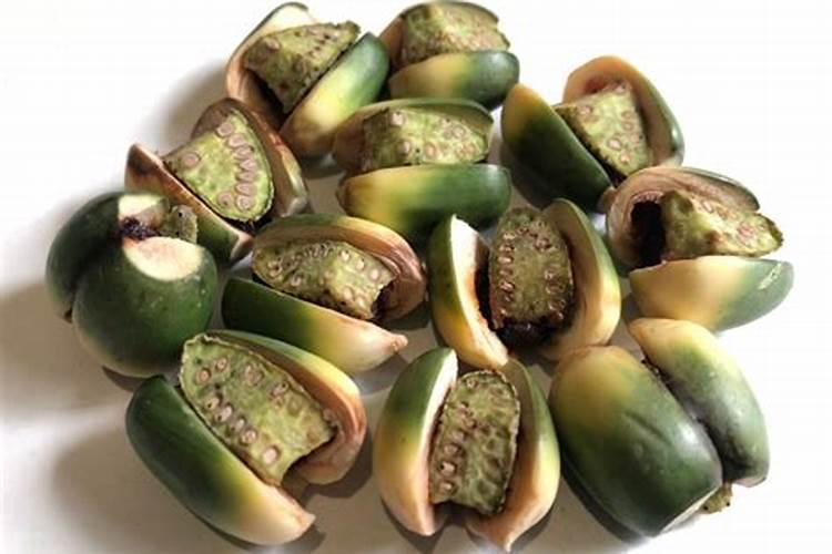 槟榔芋反季节种植技术