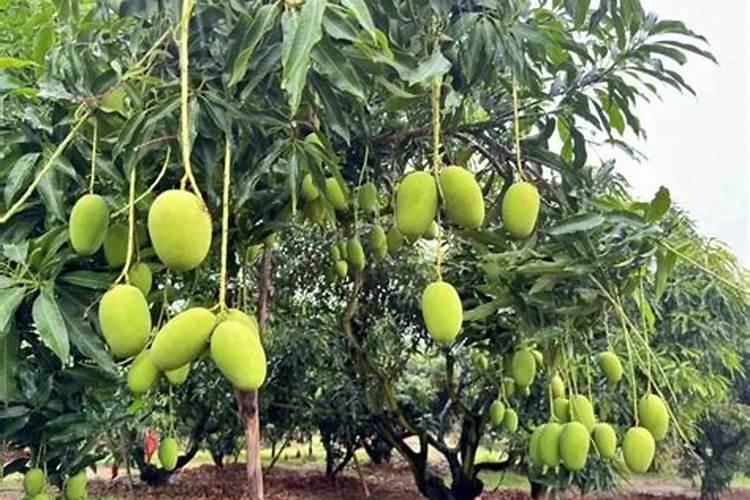 用保湿催芽法的榴莲多久才会发芽呢？