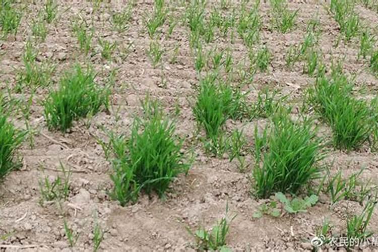 小麦底肥不用钾肥,追肥时沟施钾肥可以吗