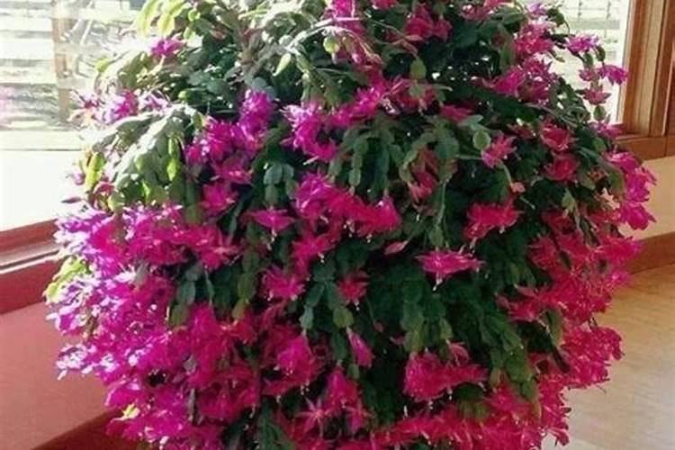 磷肥可以兑水浇花吗 磷肥对花卉的作用是什么