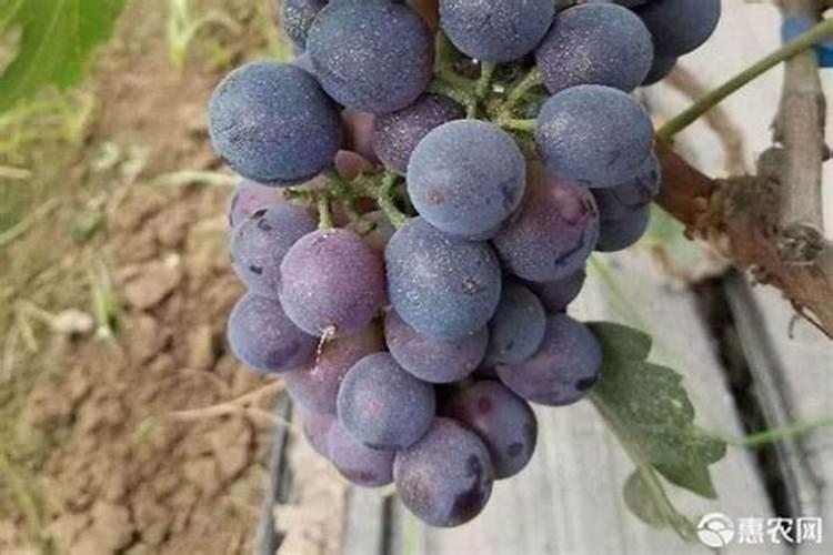 设施藤稔葡萄发芽后施肥磷酸二氢钾