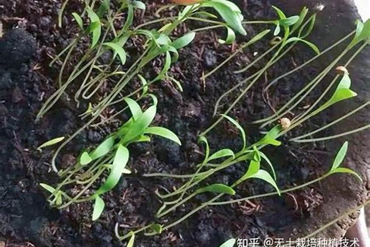 三角梅施肥施什么肥
