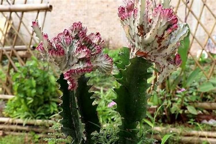 施钙肥哪时候最合适 钙肥最佳施肥时间