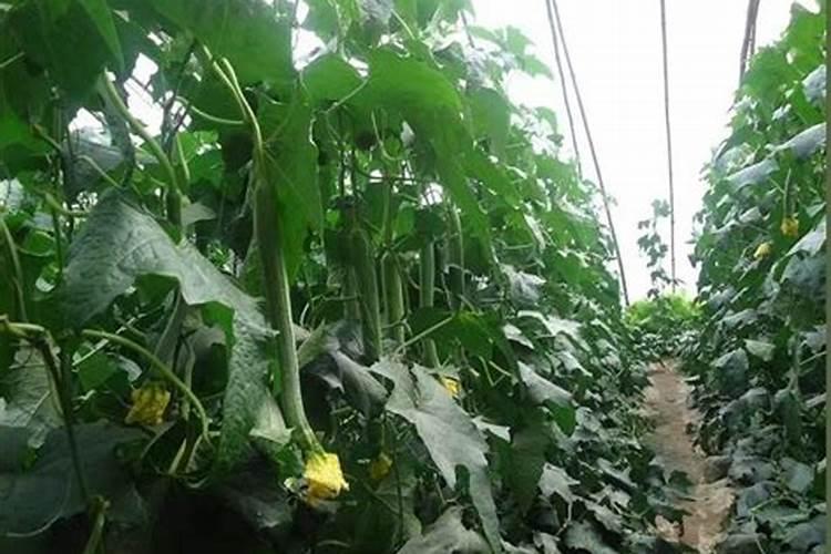 人的尿液养花能当肥料用吗