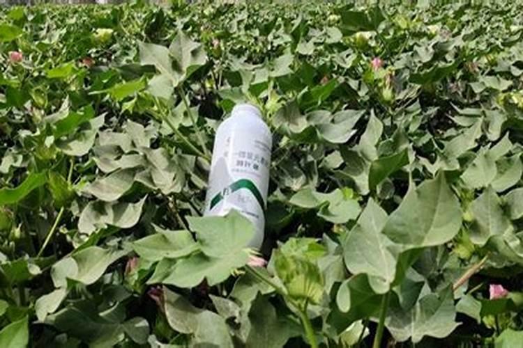 蔬菜叶面肥木醋液市场