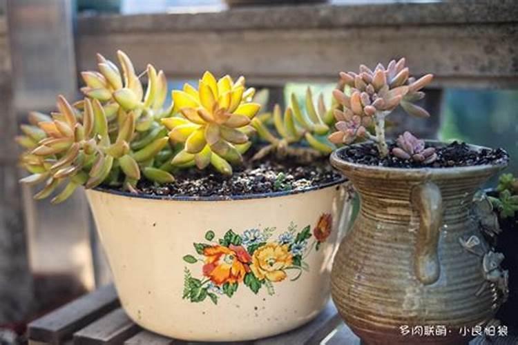 丝琳妮尔碧芙丽产品好不好