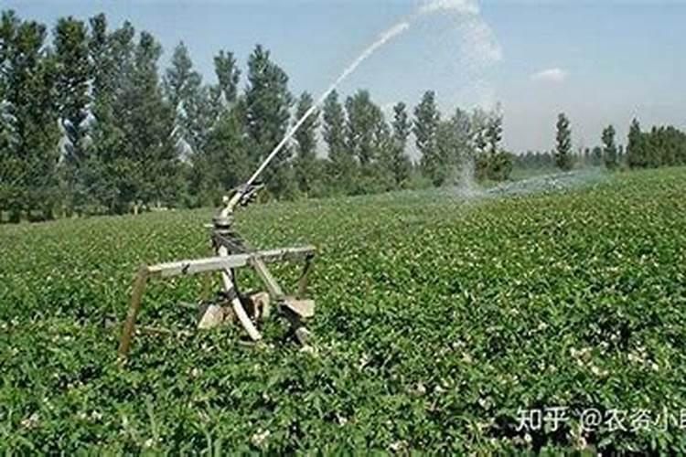 如何使用蔬菜冲施肥的使用方法