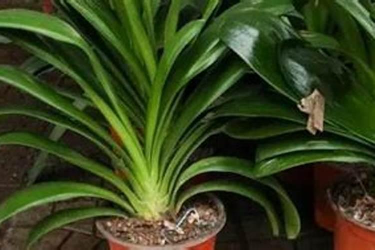 【村宝网】施好冬肥,能提高柑橘的保花保果率,这些要点你知道吗？百 ...