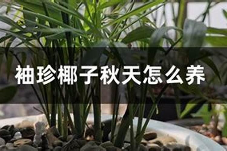 袖珍椰子的繁殖方法介绍!原来朋友家的袖珍椰子都是这么来的啊!百度...