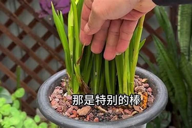 柚子树苗施什么肥