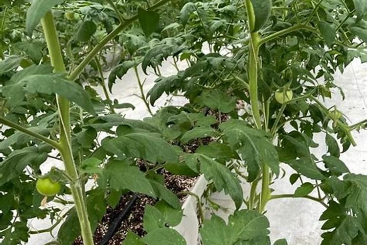 番茄的田间管理是怎样的 施肥后要浇水