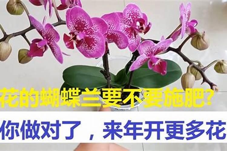 蝴蝶兰开花时能施肥吗