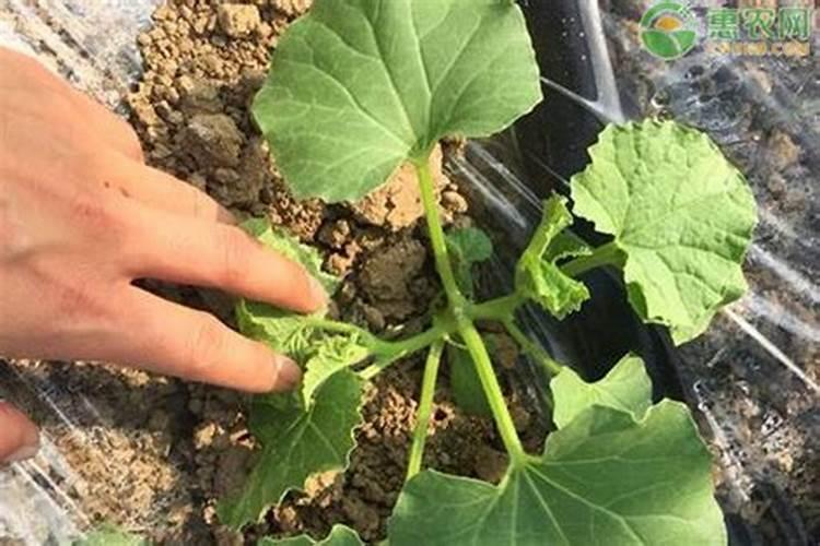 推进化肥农药减量增效,撒粪机增施有机肥农家粪肥