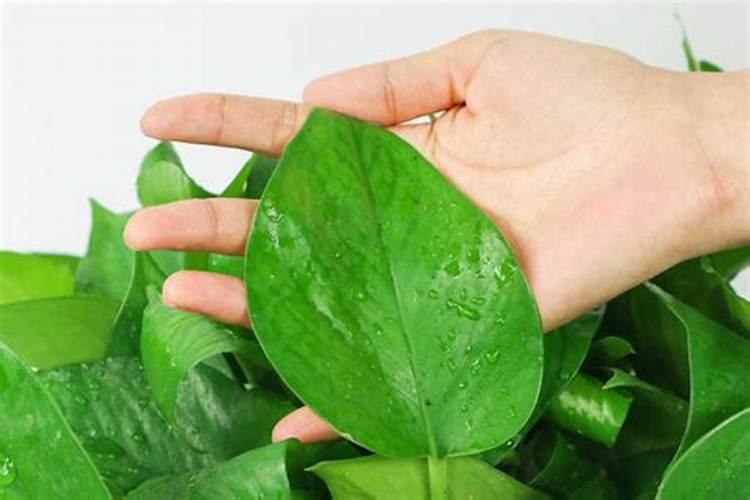 绿叶植物用什么肥料