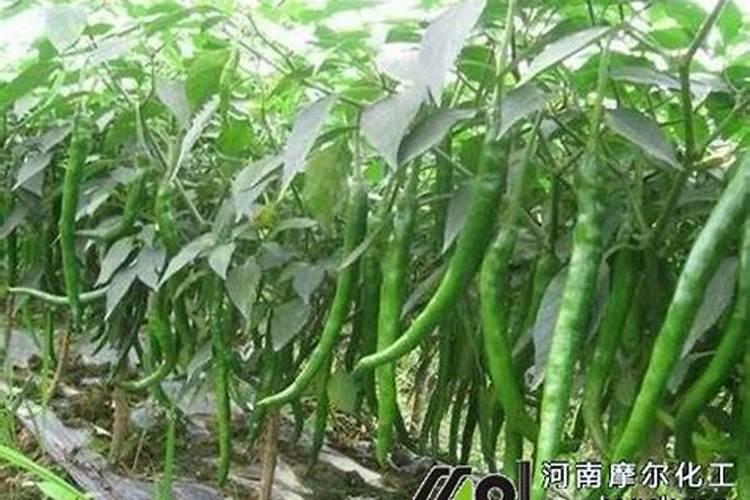 番茄膨果叶面肥效果最好的是哪种