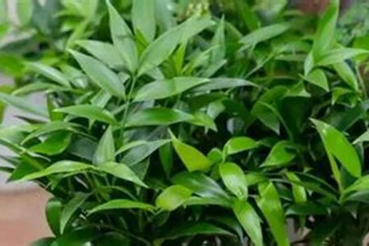 蓝莓树的养殖方法和注意事项 蓝莓树养护方法