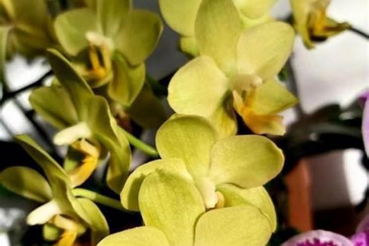 籽播太阳花幼苗什么时候施肥