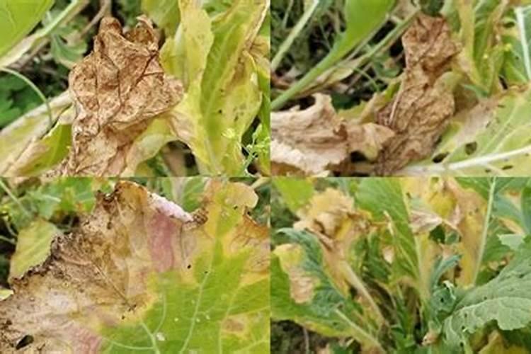 我现在种植杉树,每棵用100克钙镁磷肥做基肥,请问这样会对树苗的根系产生...