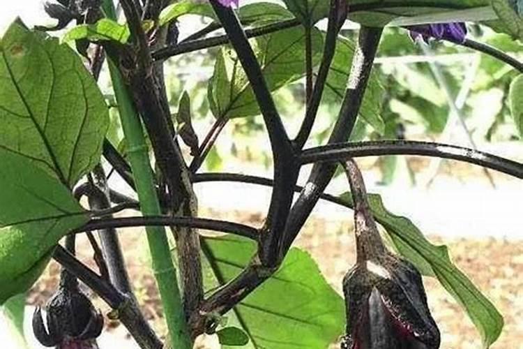 安美来胶原多肽复合片营养成分简介