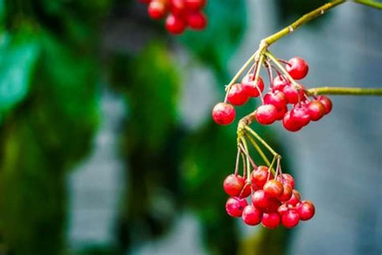 富贵子红果落了,光秃秃的树干怎么管理好看？