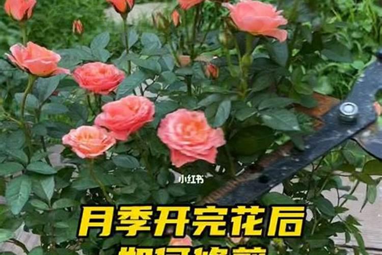 月季花施什么肥料开花多