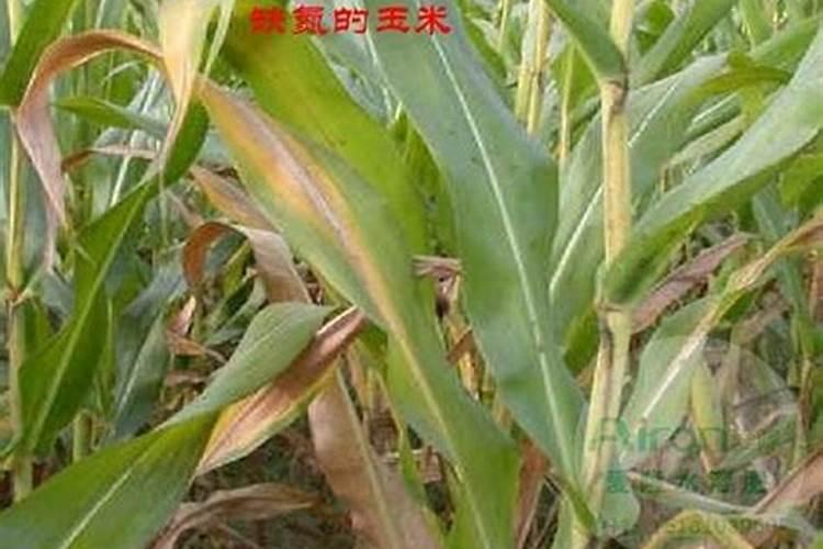 小麦增产肥料哪种好？河南小麦追施肥使用哪个牌子的叶面肥好百度...