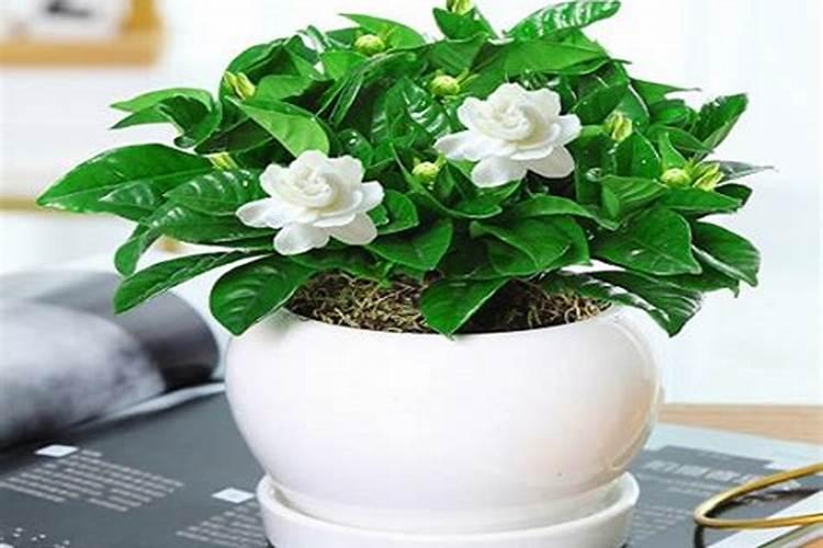 栀子花正在开花的时候能施肥吗 开花的栀子花能不能施肥