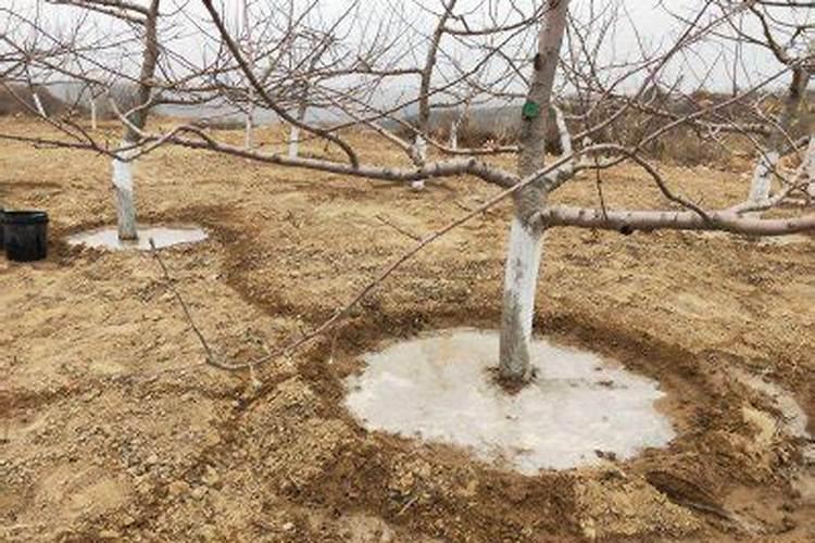 苹果树栽上马上浇水好还是过几天再浇好？