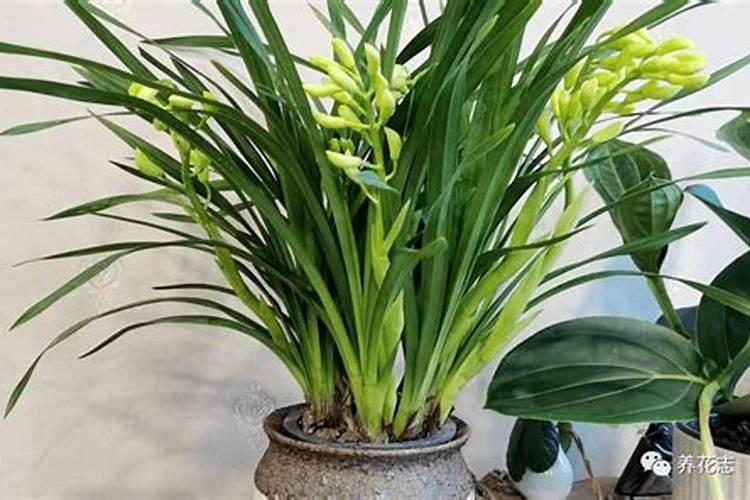 土豆容易患的病害都有哪些？该做好哪些预防措施？