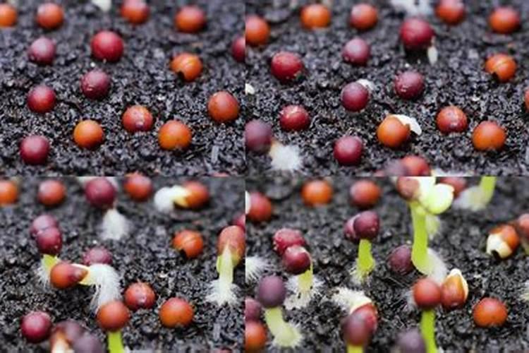 桃子在采摘前多长时间施钾肥？