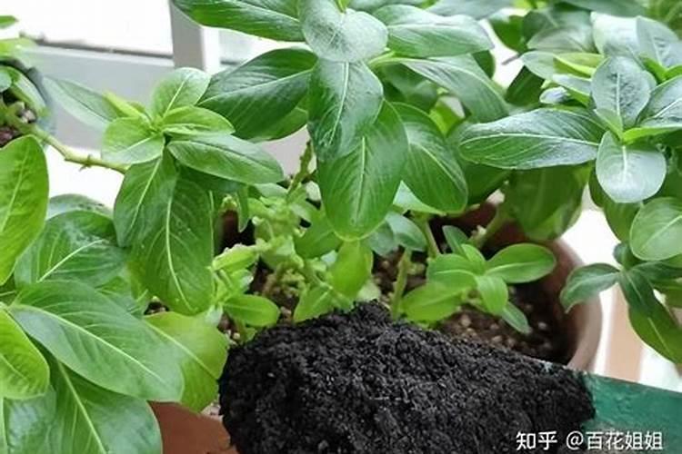 高钾肥适合浇什么花