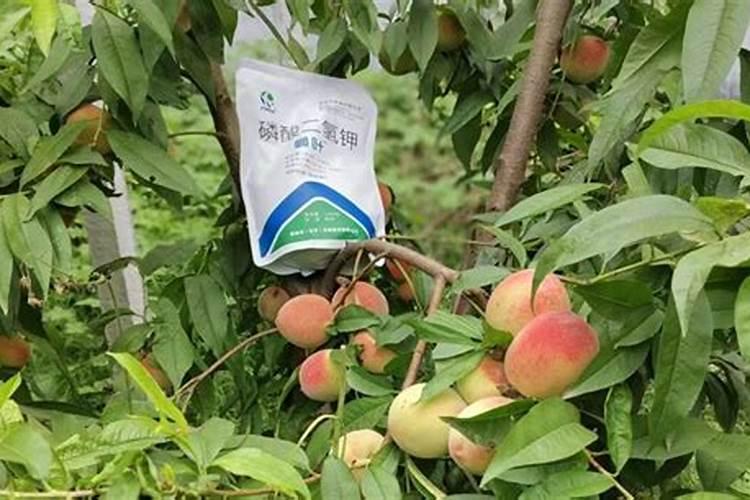 桃树施壮果肥最佳时间 施肥方法有哪些