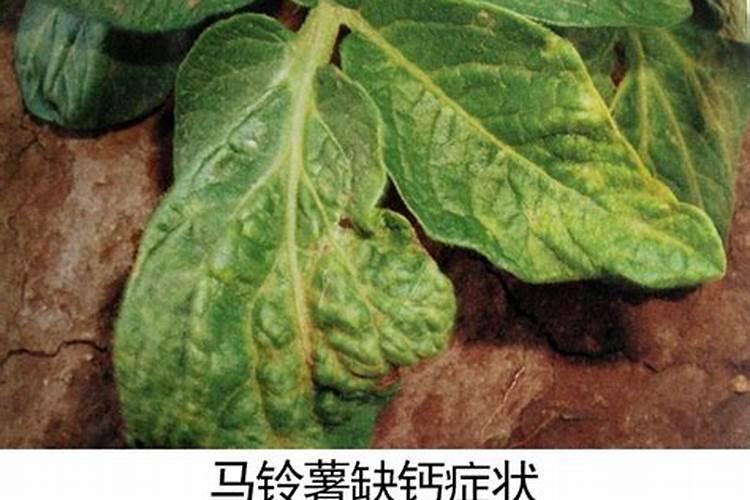 乌菜的最佳种植时间是什么时候？了解清楚其最佳种植时间才能种出佳品乌...