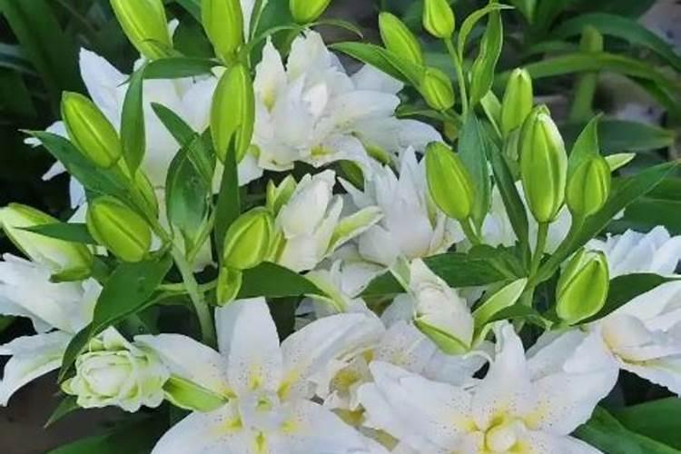 百合花施肥方法,用什么肥好