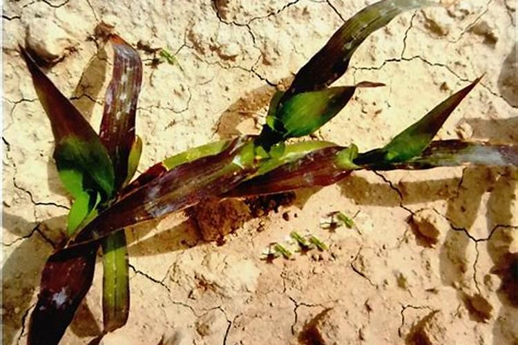 桃子增产用哪个叶面肥？桃子用什么叶面肥比较好？桃子喷施金泰靓...