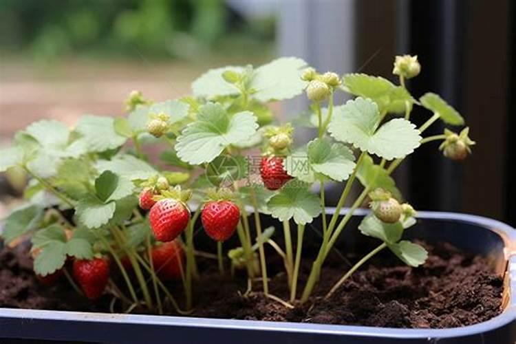 花椒树春季管理技术技巧 花椒种植注意事项