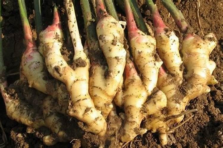 大姜使用的肥料有哪些？应该如何科学给大姜施肥？