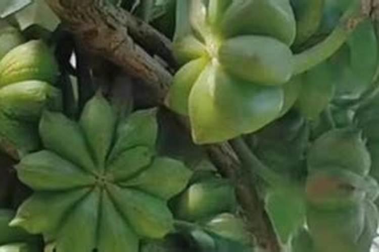 八角放尿素磷肥钾肥氯化钾和硫酸钾哪样最好料可保花保果