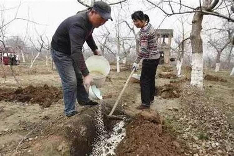 茶花施肥过量怎么办？
