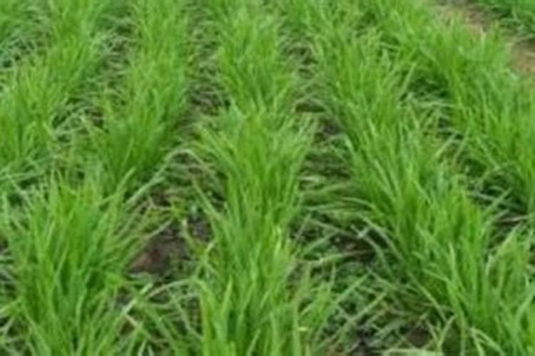 帝王花寓意有什么禁忌