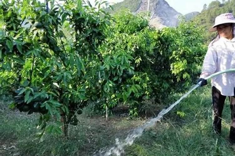 请问,草莓旺了不开花怎么办