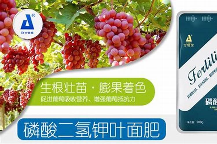 对于处于开花期的葡萄,浇水并施硼肥合适吗