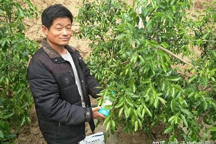 腐植酸有什么作用？腐植酸肥料的使用标准是什么？