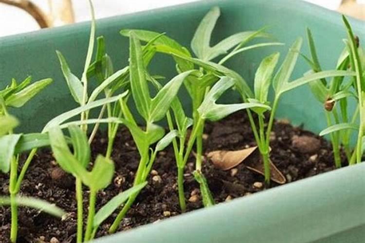 种空心菜用什么肥料好