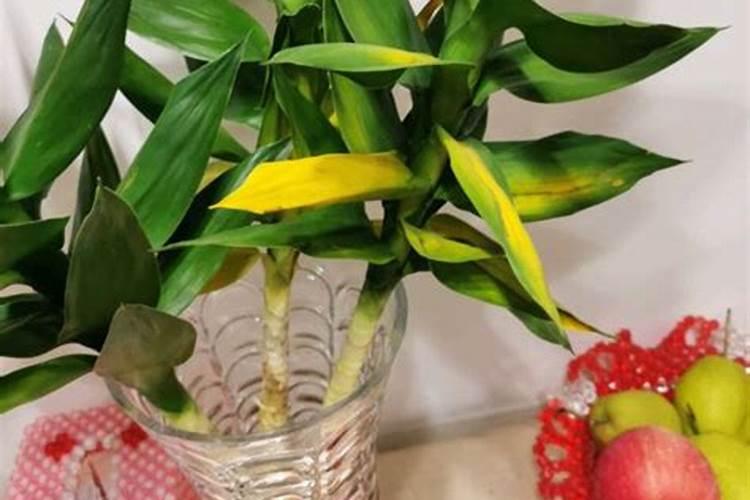 观音竹正确施肥方法