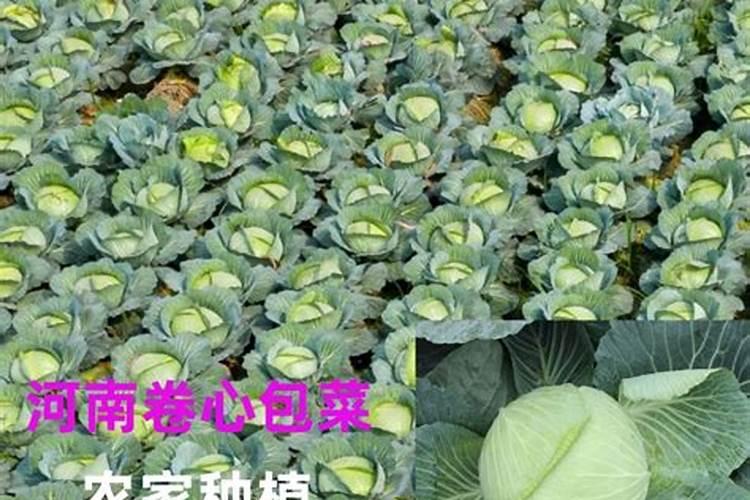 包菜又叫做卷心菜,你知道包菜要怎么施肥吗？